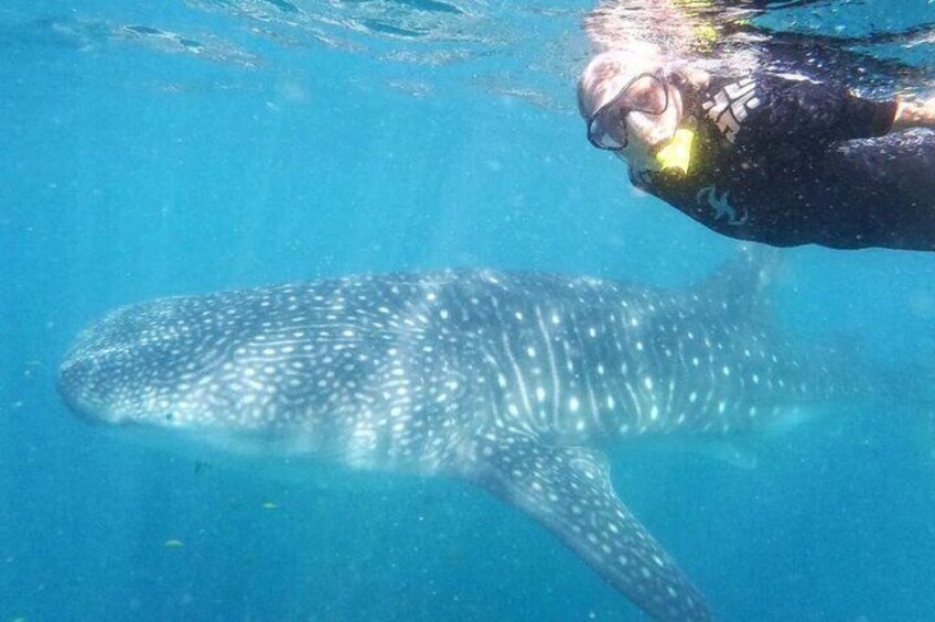 whale shark snorkel
