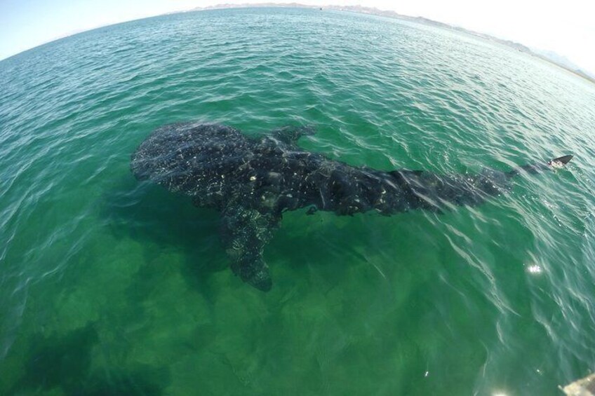 Reduced Group Whale Shark Snorkel