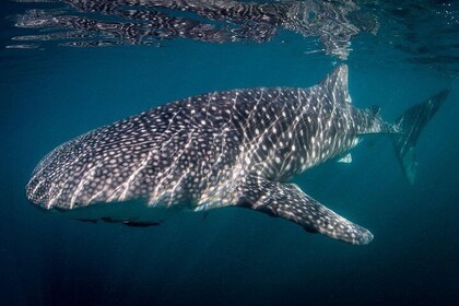 Visite en groupe réduit des requins baleines