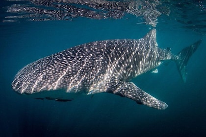 Reduced group Whale Shark tour