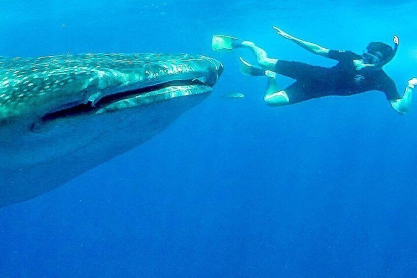 Reduced Group Whale Shark Snorkel