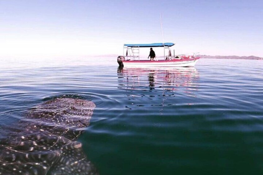 Reduced Group Whale Shark Snorkel