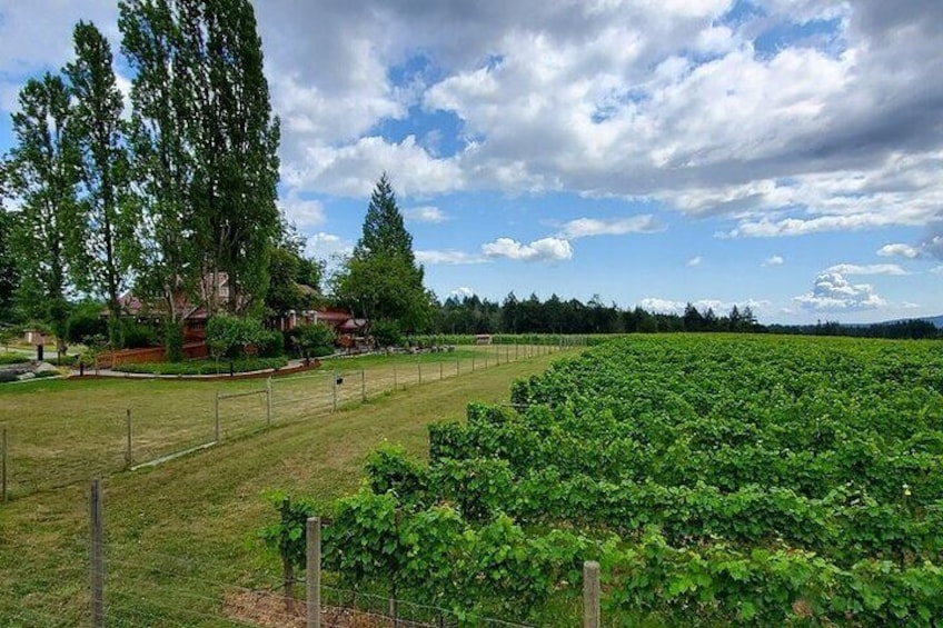 Half-Day Victoria to Cowichan Valley Wine Tour with Tastings