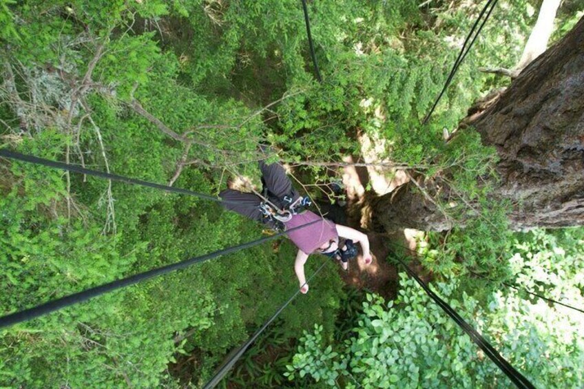 Canopy Tree Climbing at Deception Pass State Park