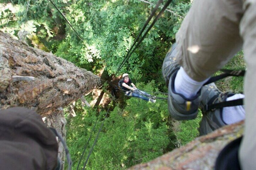Canopy Tree Climbing at Deception Pass State Park