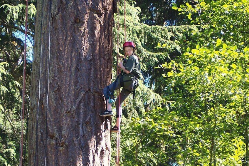 old growth tree in respective