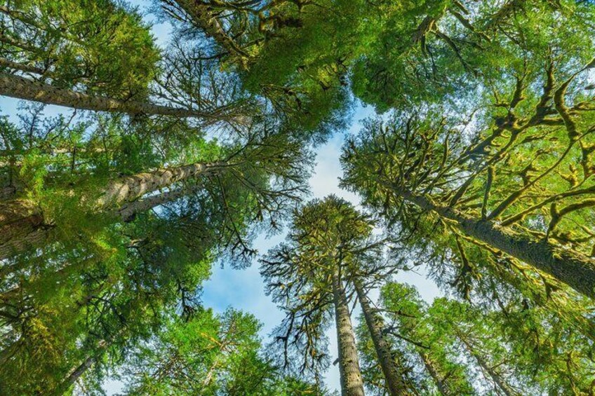 Sol Duc old growth forest