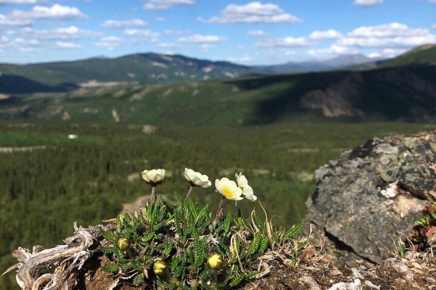Denali Hiking Tour