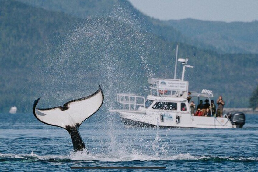 Orca show on the way to the kayaks!