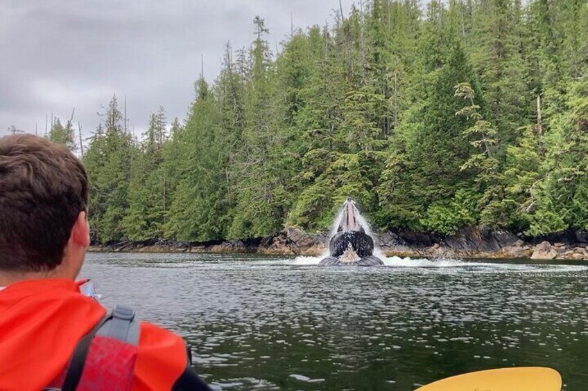 Watching humpback whales bubble feed!