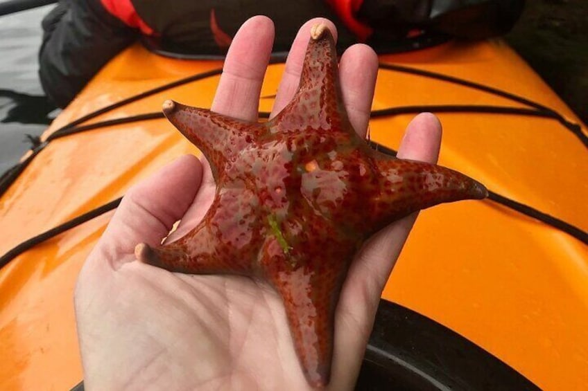 Leather Star.