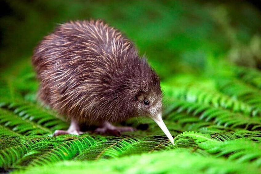 National Kiwi Hatchery - Kiwi Encounter Tour