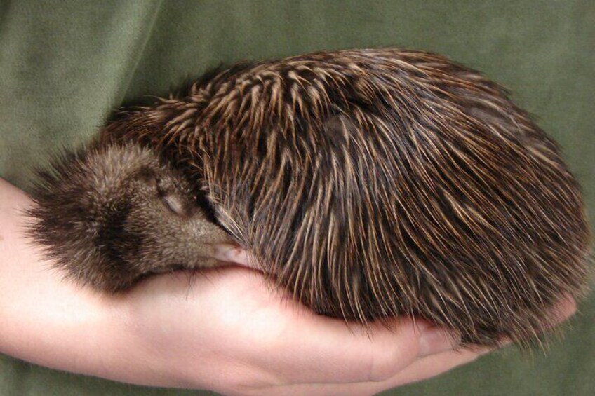 National Kiwi Hatchery - Kiwi Encounter Tour