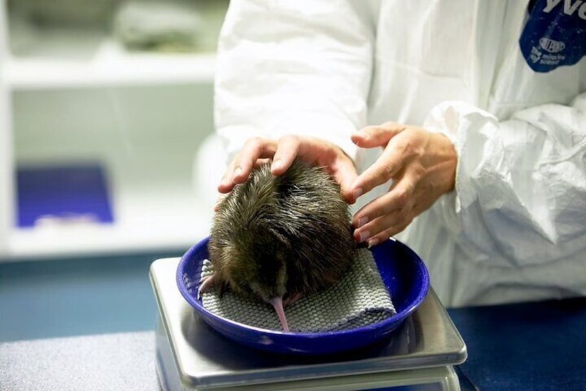 National Kiwi Hatchery - Kiwi Encounter Tour