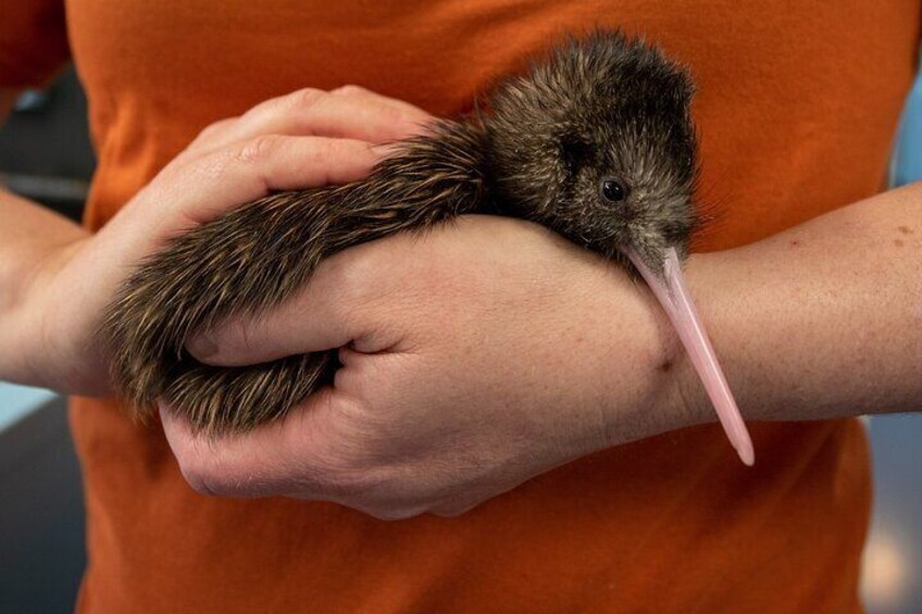 National Kiwi Hatchery - Kiwi Encounter Tour