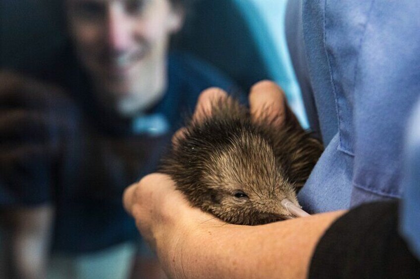 National Kiwi Hatchery - Kiwi Encounter Tour