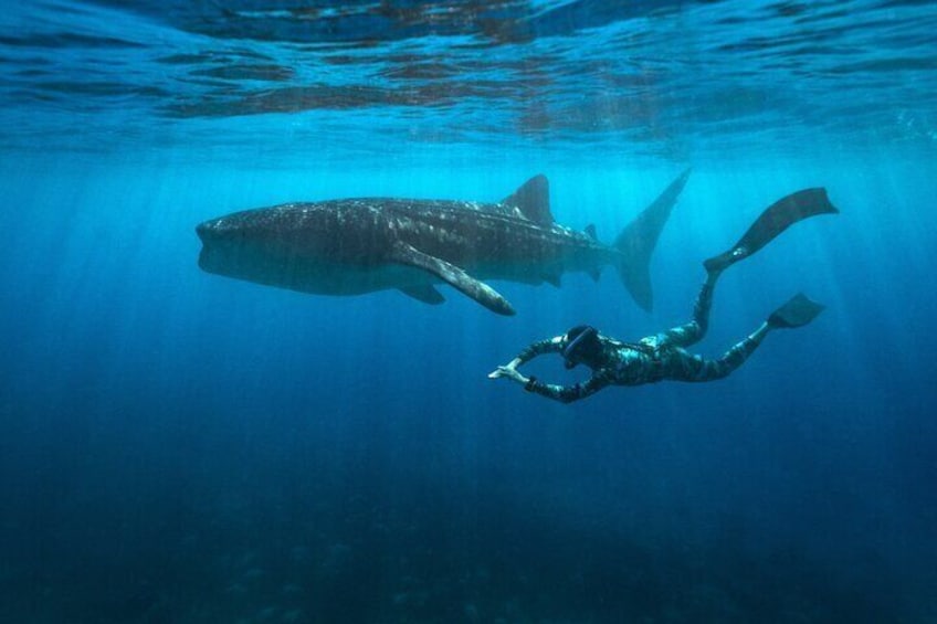 Swim with the whale shark