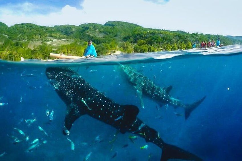 Whaleshark in natural environment