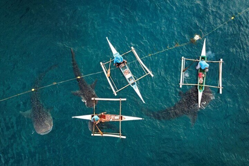 Oslob Whaleshark with Sumilon Island