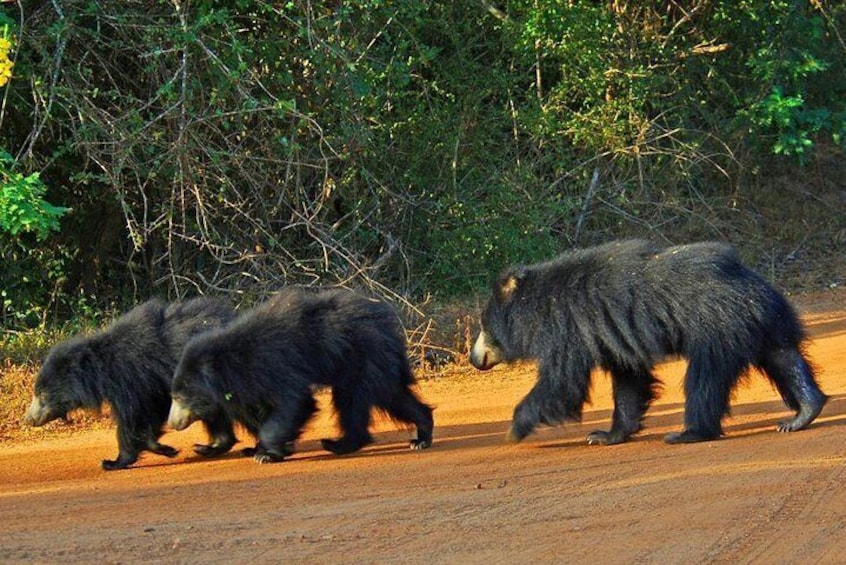 Half Day Safari at Yala National Park with Lunch from Kalutara / Bentota