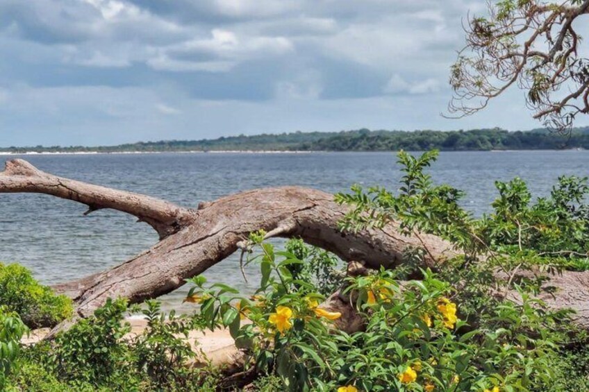 Amazon Fordlandia Selvagem Tours