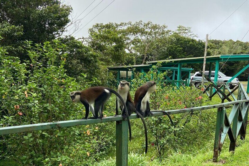 Half Day Grenada Seven Sisters, Grand Etang Nature Center Hiking Tour