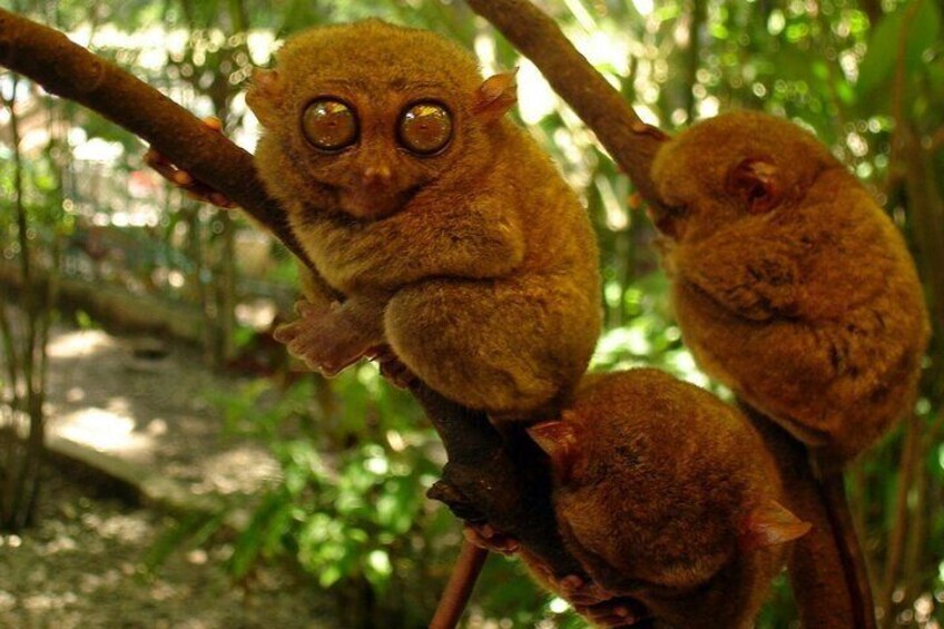 Private 2 Days and 1 nights in Bohol Tour Packages