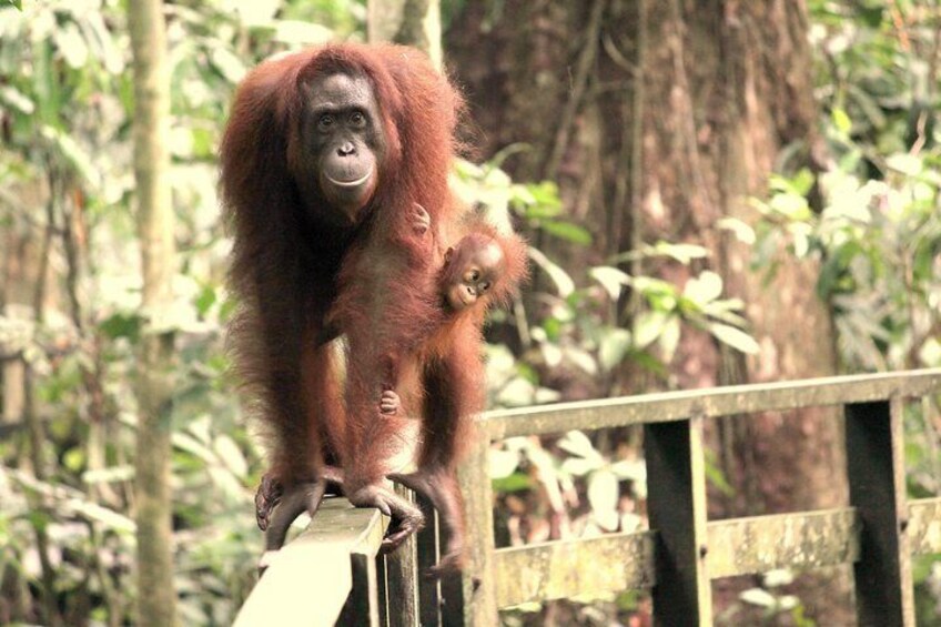 MOTHER ORANG UTAN WITH BABY