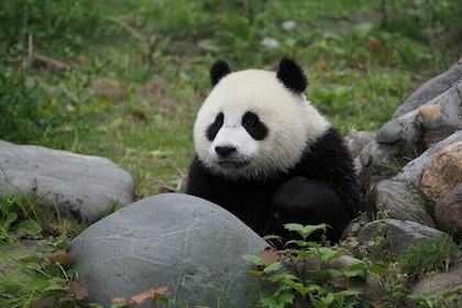 Chengdu Panda base and Leshan Giant Buddha one day private tour