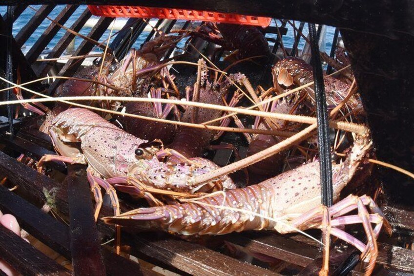 Lobsters fresh from the ocean