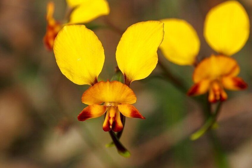 Donkey Orchid