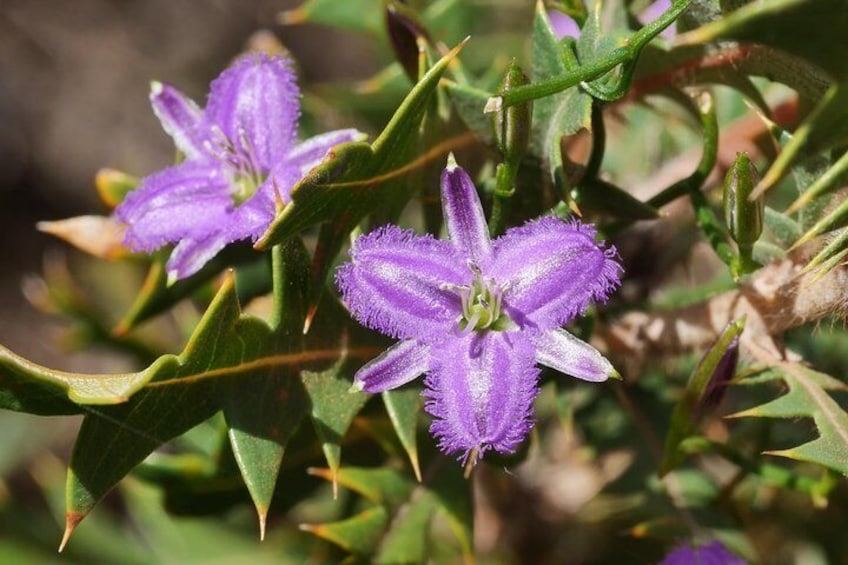 Fringed Lily