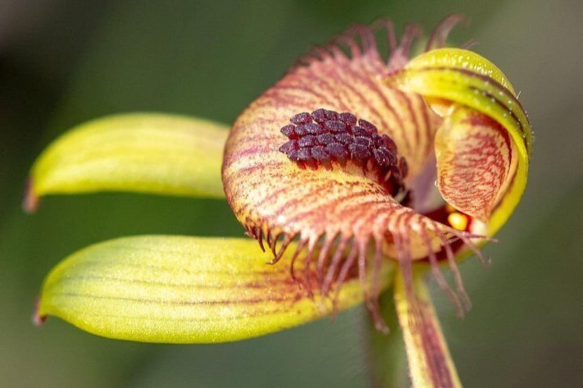 Dancing Spider Orchid