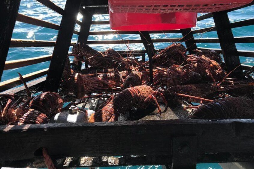 Premium live lobster tours presented Sashimi or BBQ style 