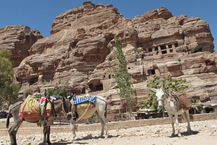 Petra - Donkeys