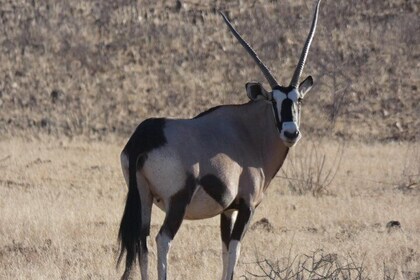 5 Day Etosha Safari Private Guided Tour Namibia