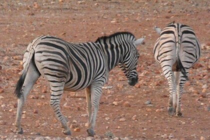 4 Day Etosha Safari Private Guided Tour Namibia