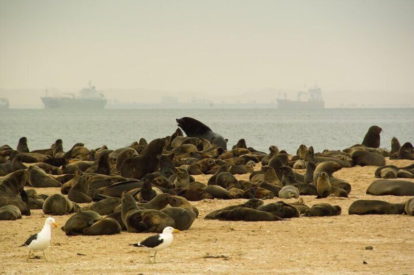 Sandwich Harbour & Pelican Point Full Day Tour