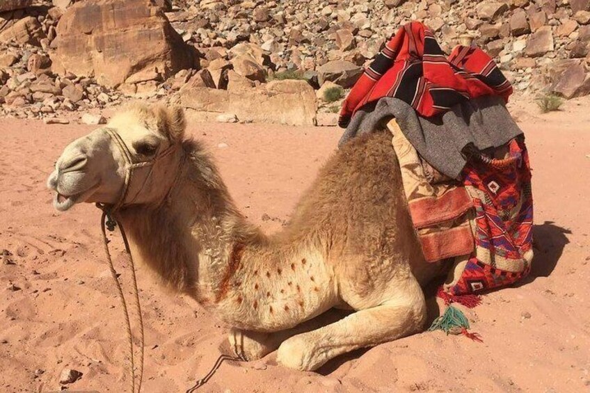 Camel Ride in Wadi Rum