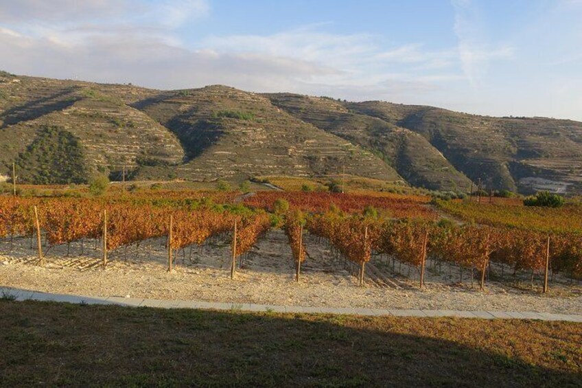 Scenic vineyards along the way