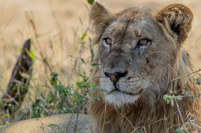 Lion in Kruger National Park