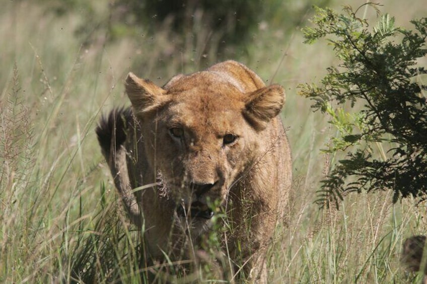 Lion in the Kruger National Park