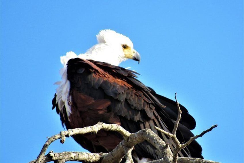 Fish Eagle in the Kruger National Park