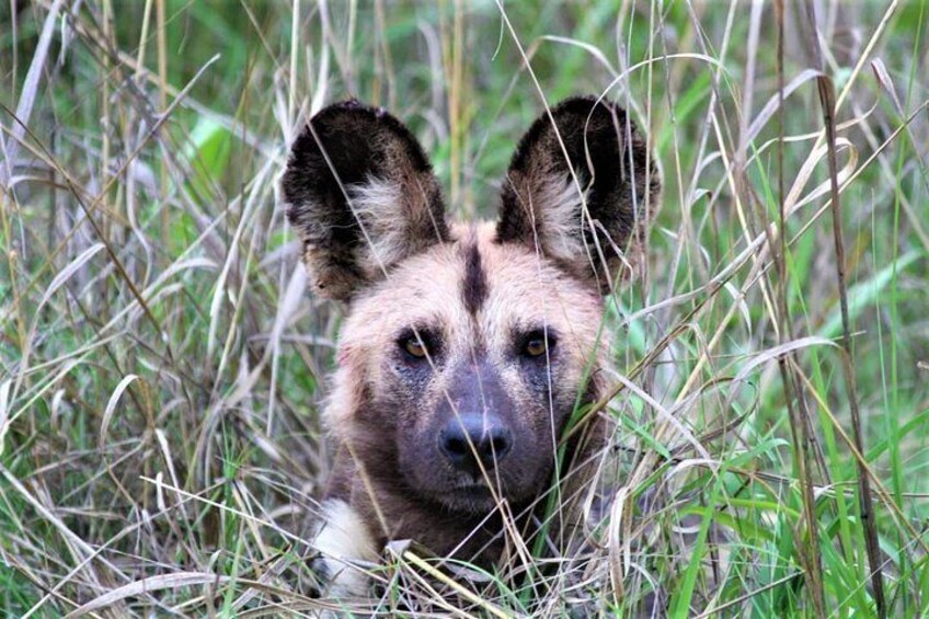 Wild Dog Kruger National Park