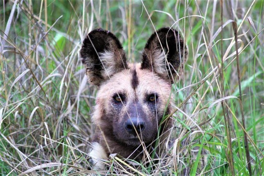 Wild Dog Kruger National Park