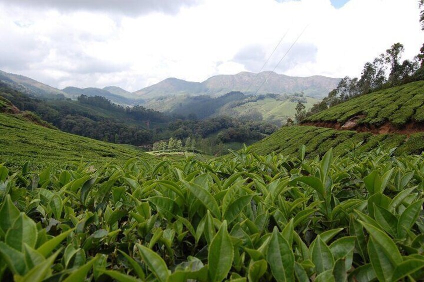 Munnar Letchmi hills Trekking