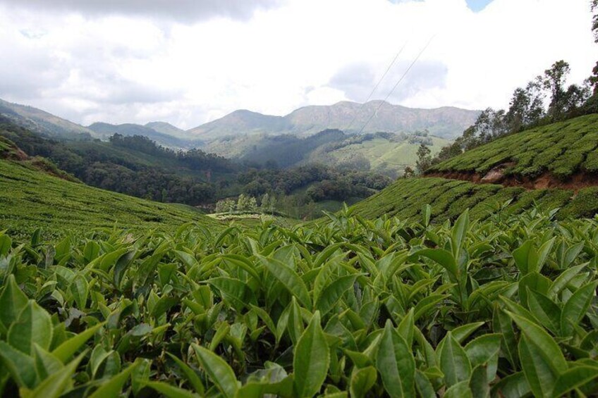 Munnar Letchmi hills Trekking