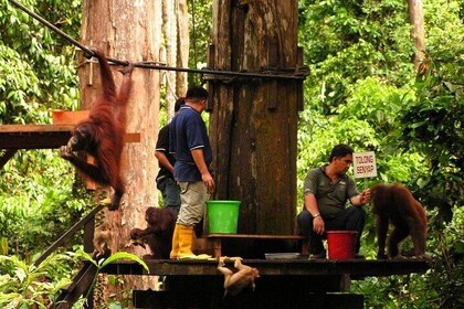 Day Trip Sepilok Orang Utan & Bornean Sun Bear (Flight Excluded)