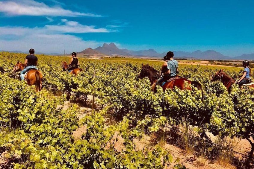 Riding through the vineyards, surrounded by mountains