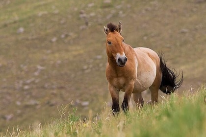 KHUSTAI NATIONAL PARK ONE DAY PRIVATE TOUR (Przewalski's horse)